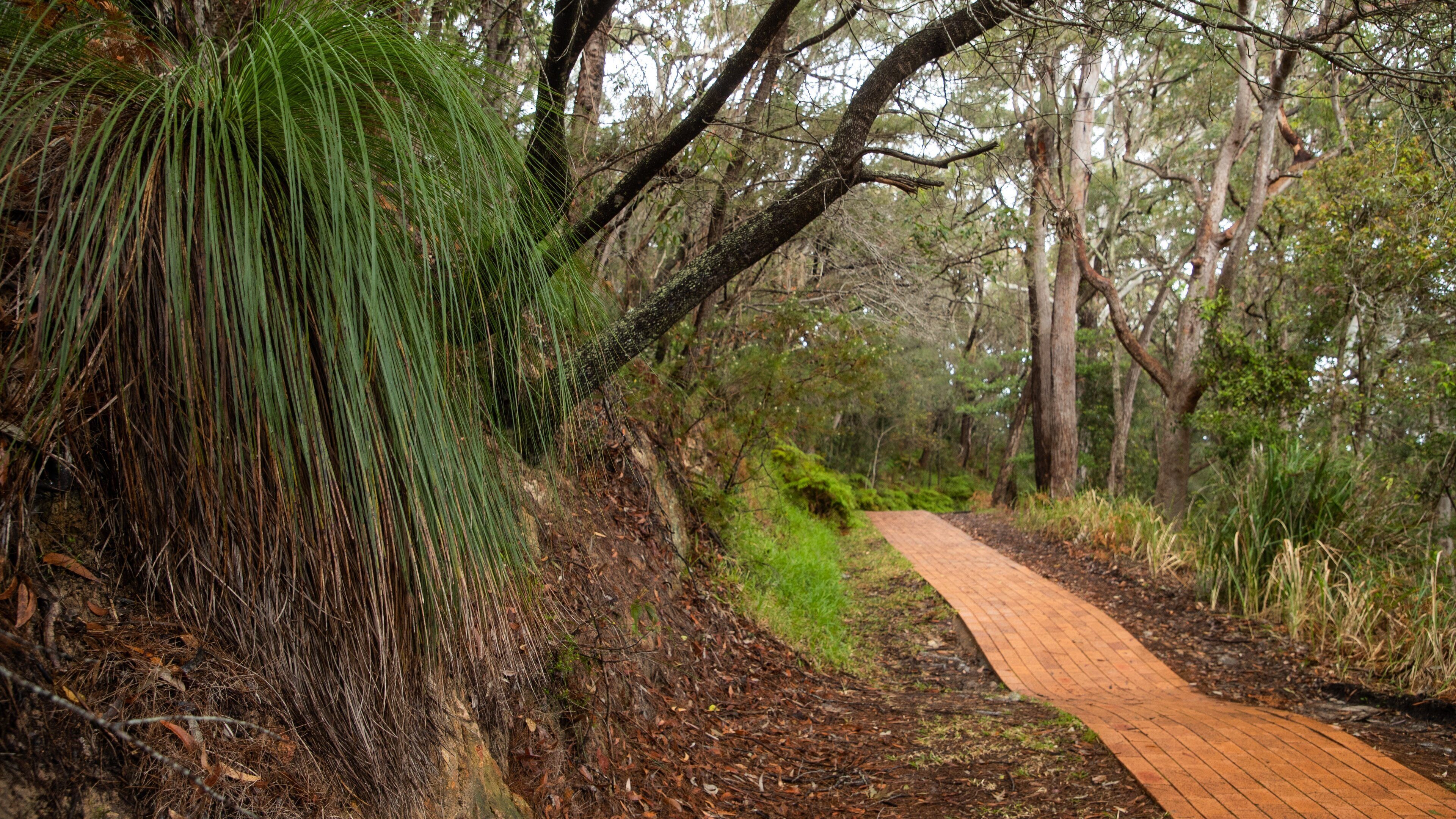 Tomaree Head showing a park and tranquil scenes