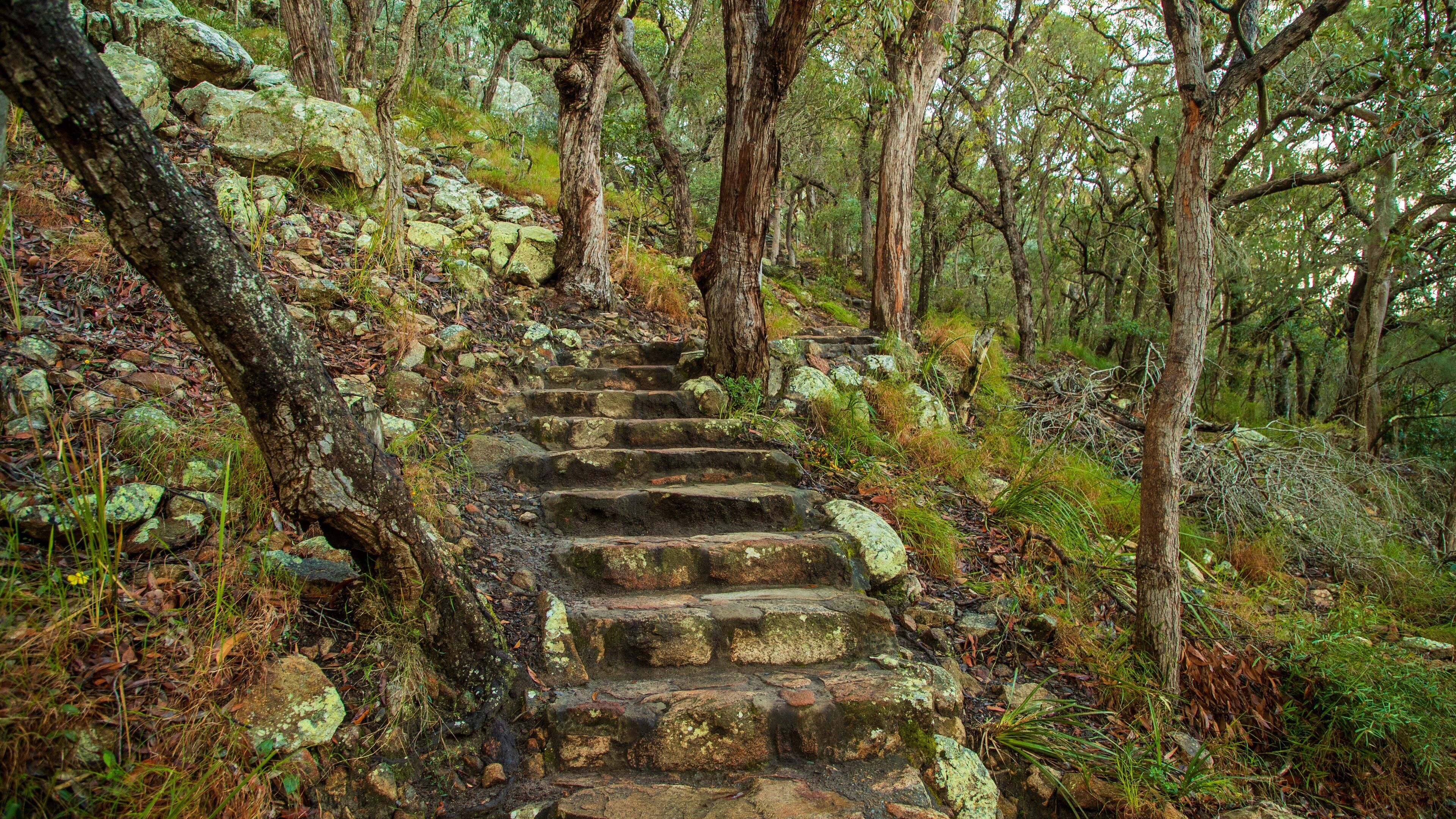 Tomaree Head showing forest scenes and a garden