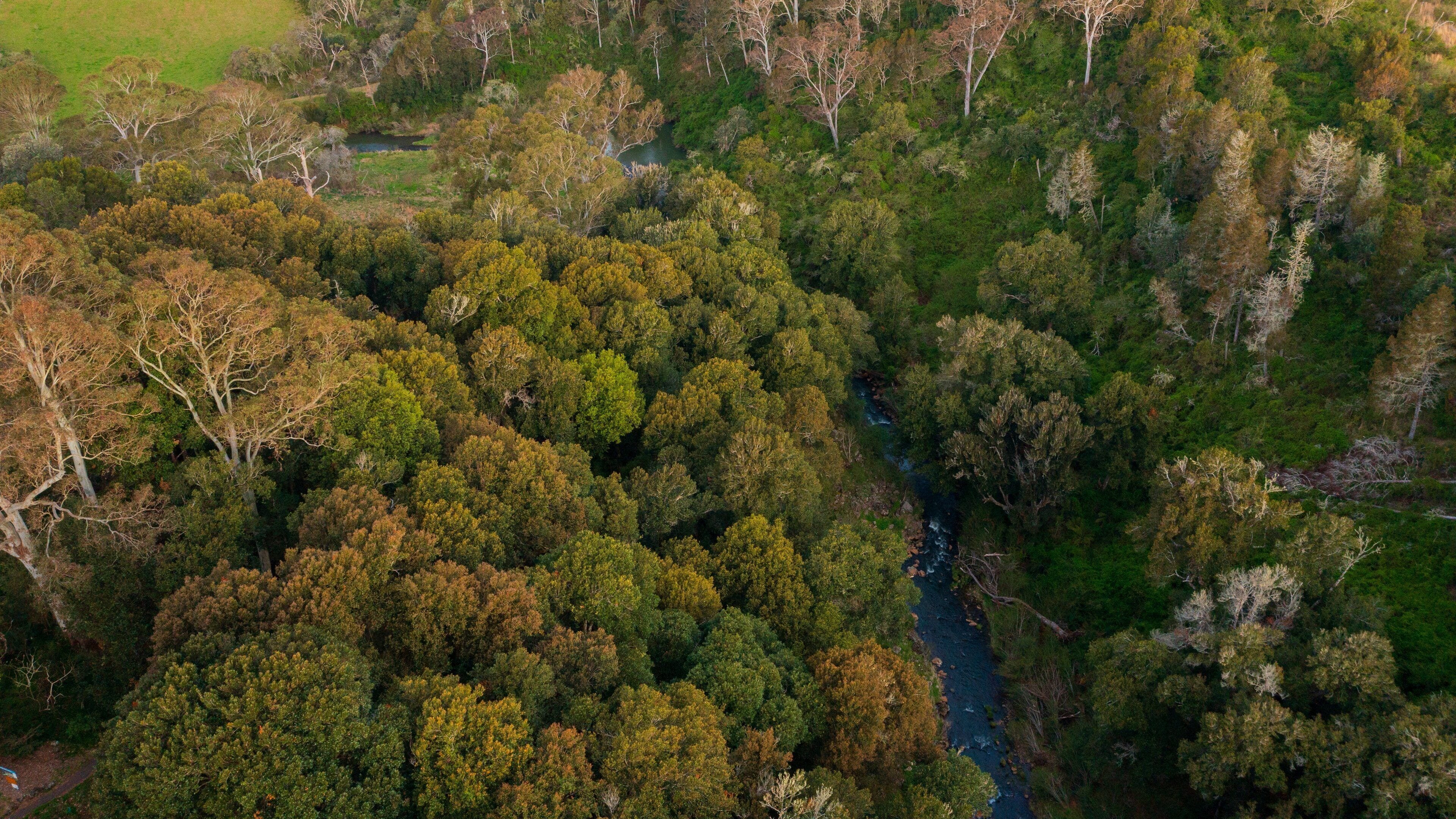 Dangar Falls featuring forests and a river or creek