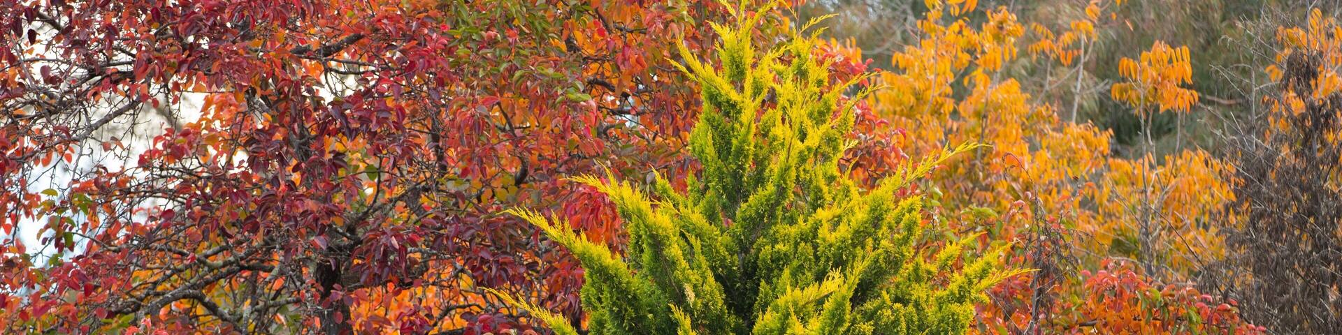 A dense forest with trees displaying autumn foliage in red, orange, and yellow.