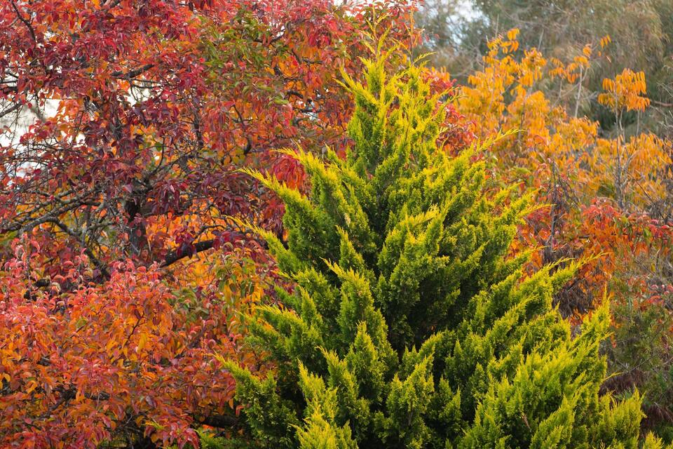 A dense forest with trees displaying autumn foliage in red, orange, and yellow.