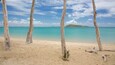 Uma praia arenosa com árvores altas e desgastadas pelo tempo, e um mar turquesa transparente.