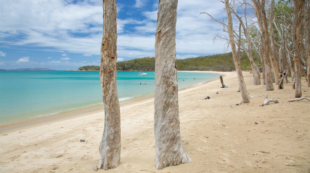 Putney Beach que inclui uma praia e paisagens litorĂąneas