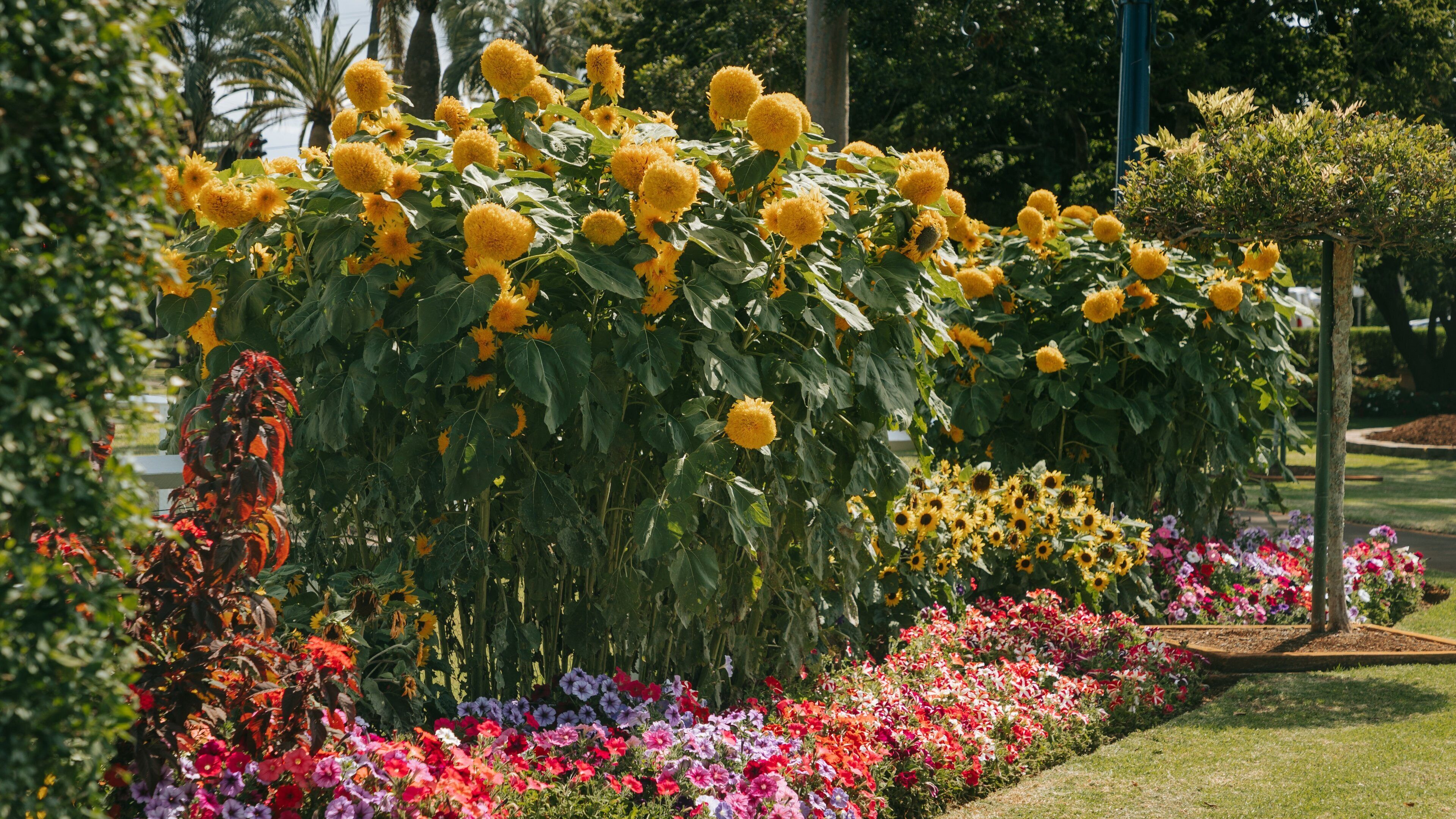 Un jardín con girasoles y flores coloridas.
