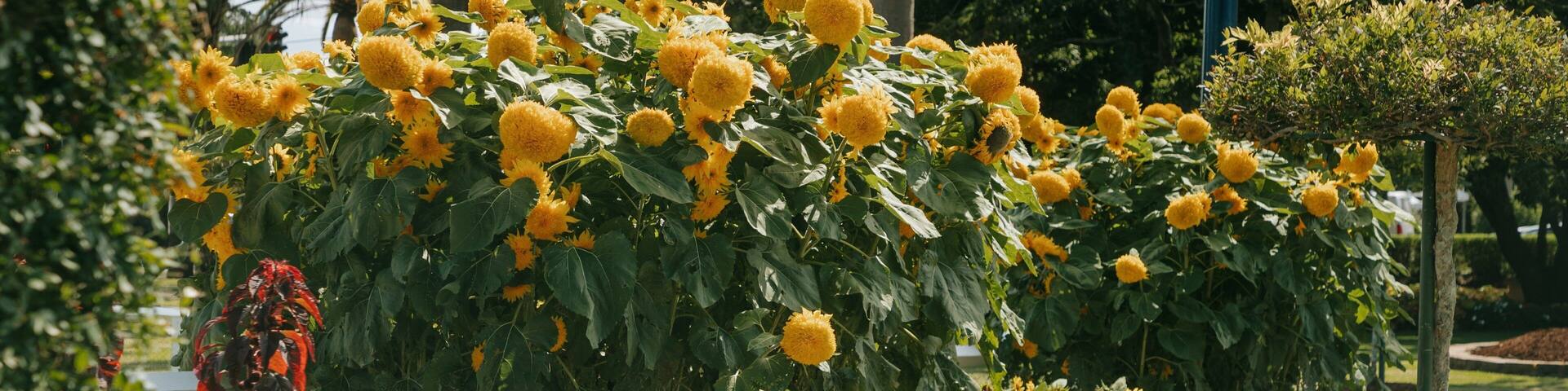 A garden with sunflowers and colorful flowers.
