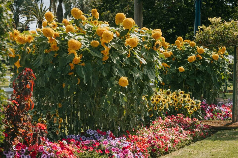 Un jardín con girasoles y flores coloridas.