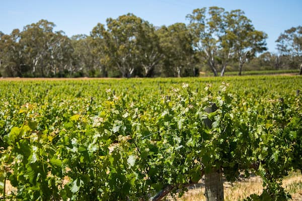 Brockenchack Vineyard featuring farmland