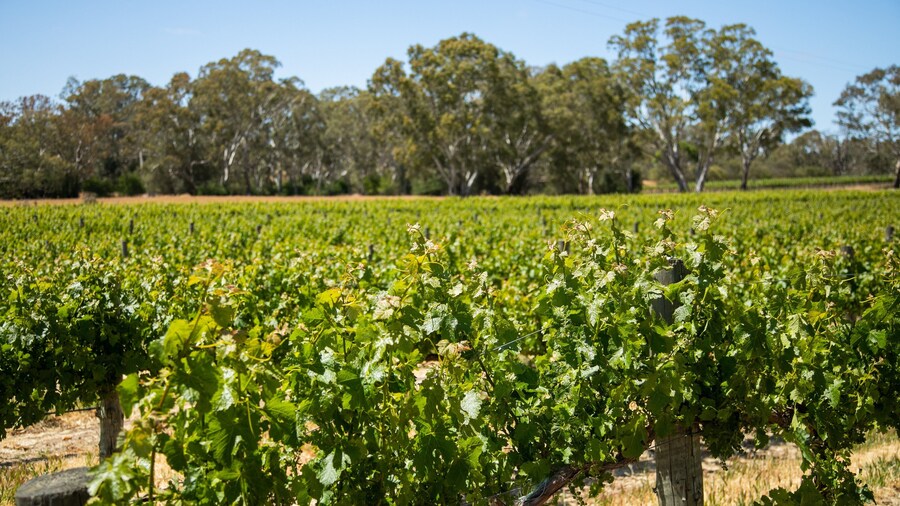 Brockenchack Vineyard featuring farmland