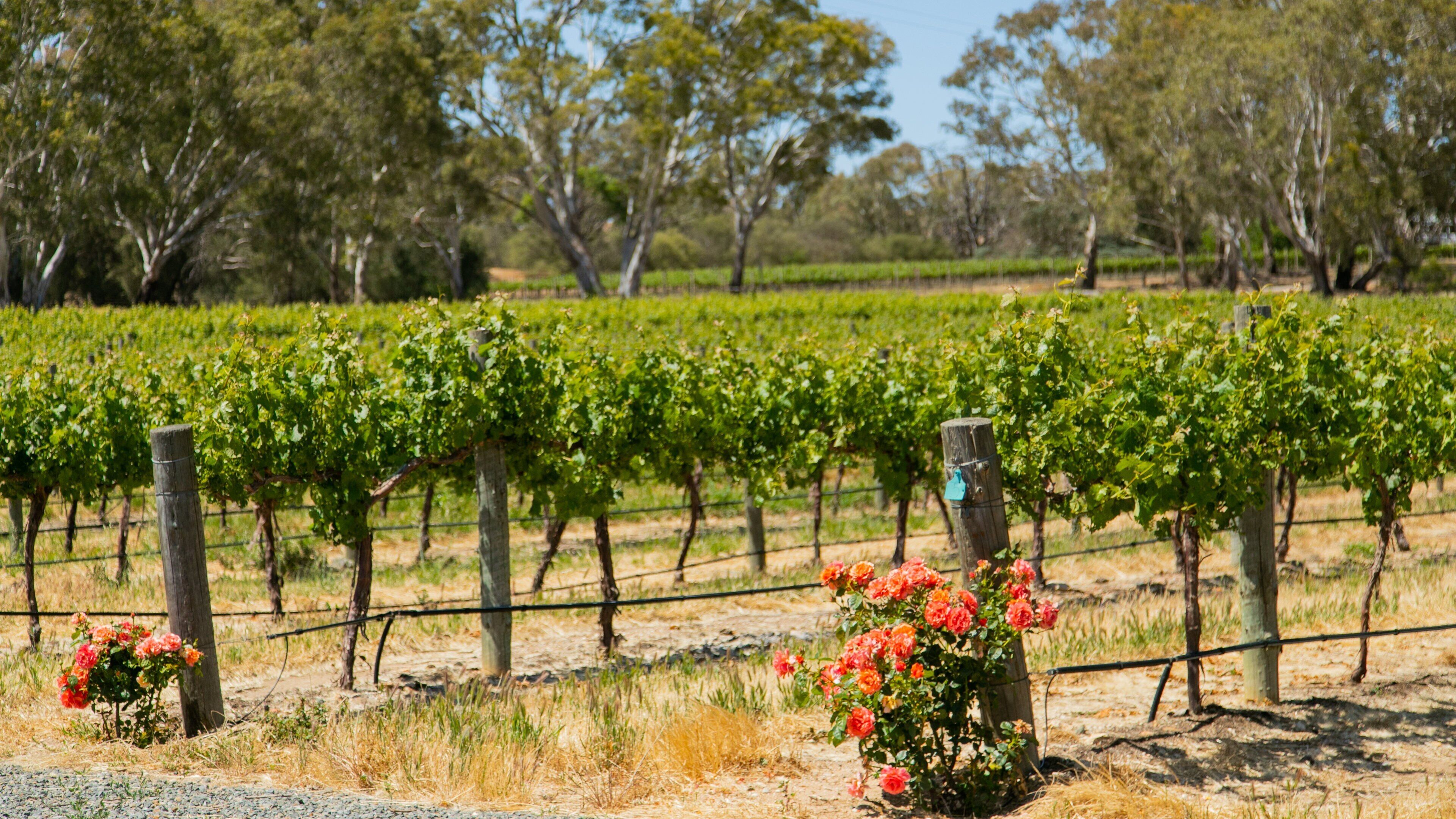 Brockenchack Vineyard featuring farmland and flowers