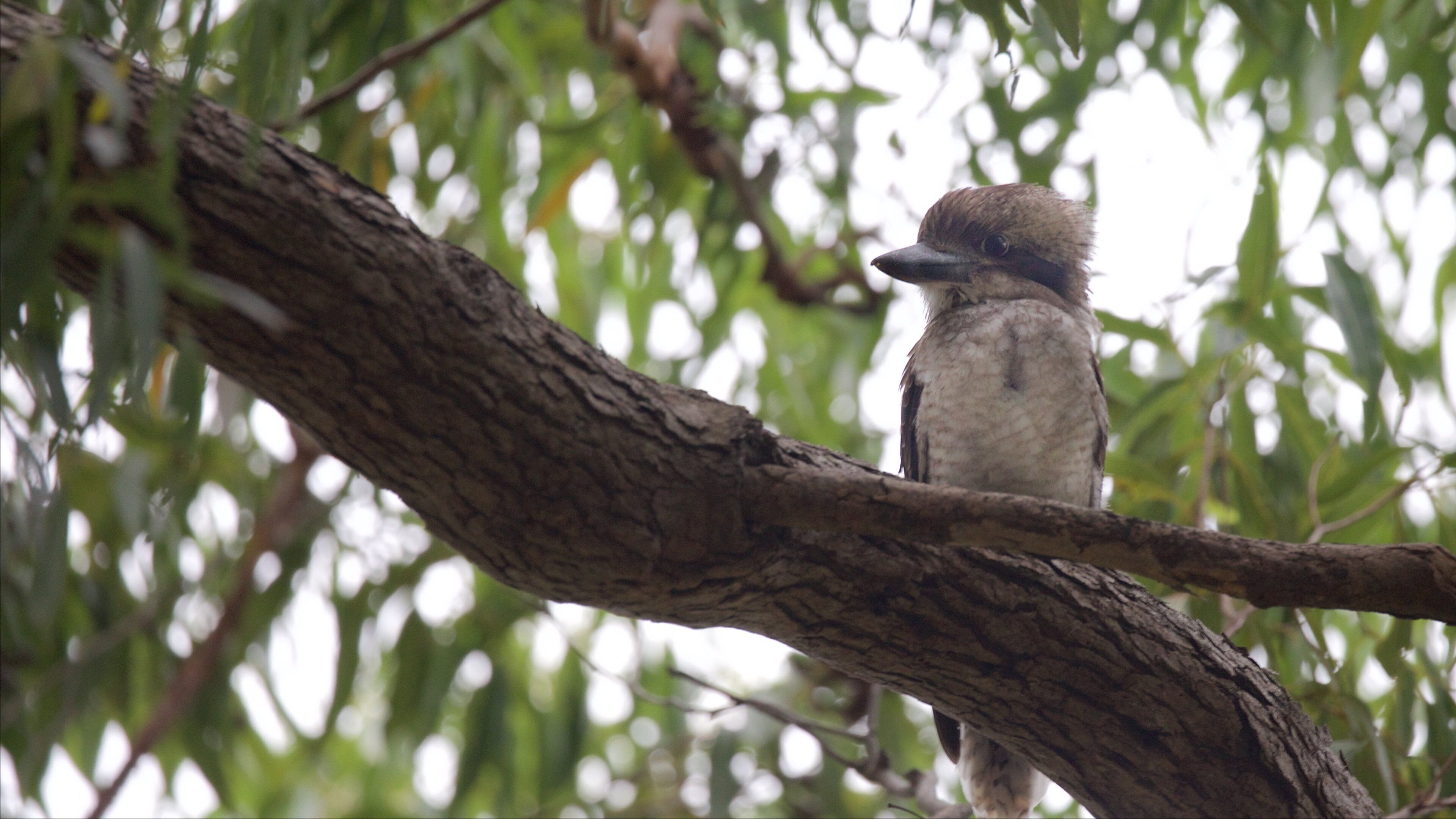 Rainbow Beach que incluye aves