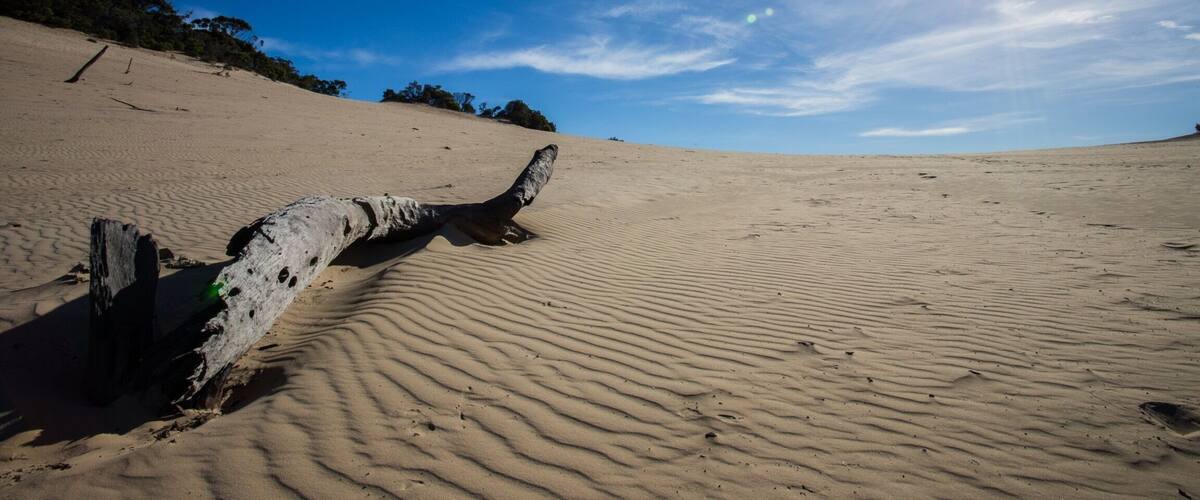 I took a #roadtrip to the Carlo Sandblow located at Rainbow Beach. It's a short walk through a rainforest habitat (with some stairs) before opening to an expansive sandblow that sits above the rainbow sands. The views are breathtaking!
#nationalpark #queensland #australia
#weekendgetaway