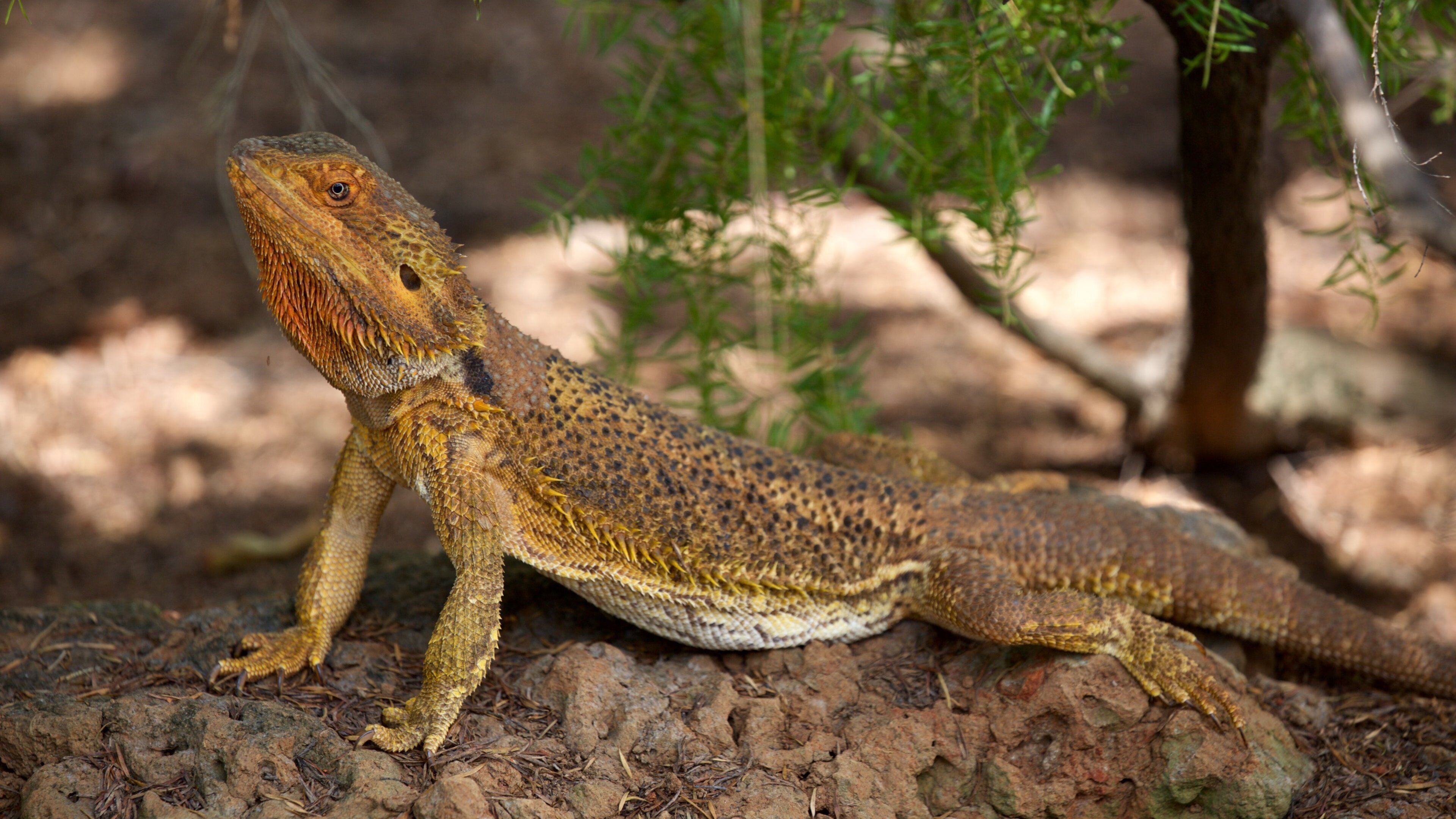 Childers montrant animaux