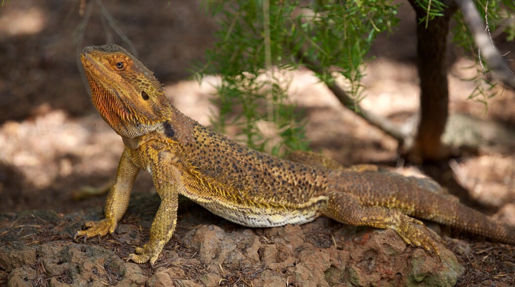 Childers montrant animaux