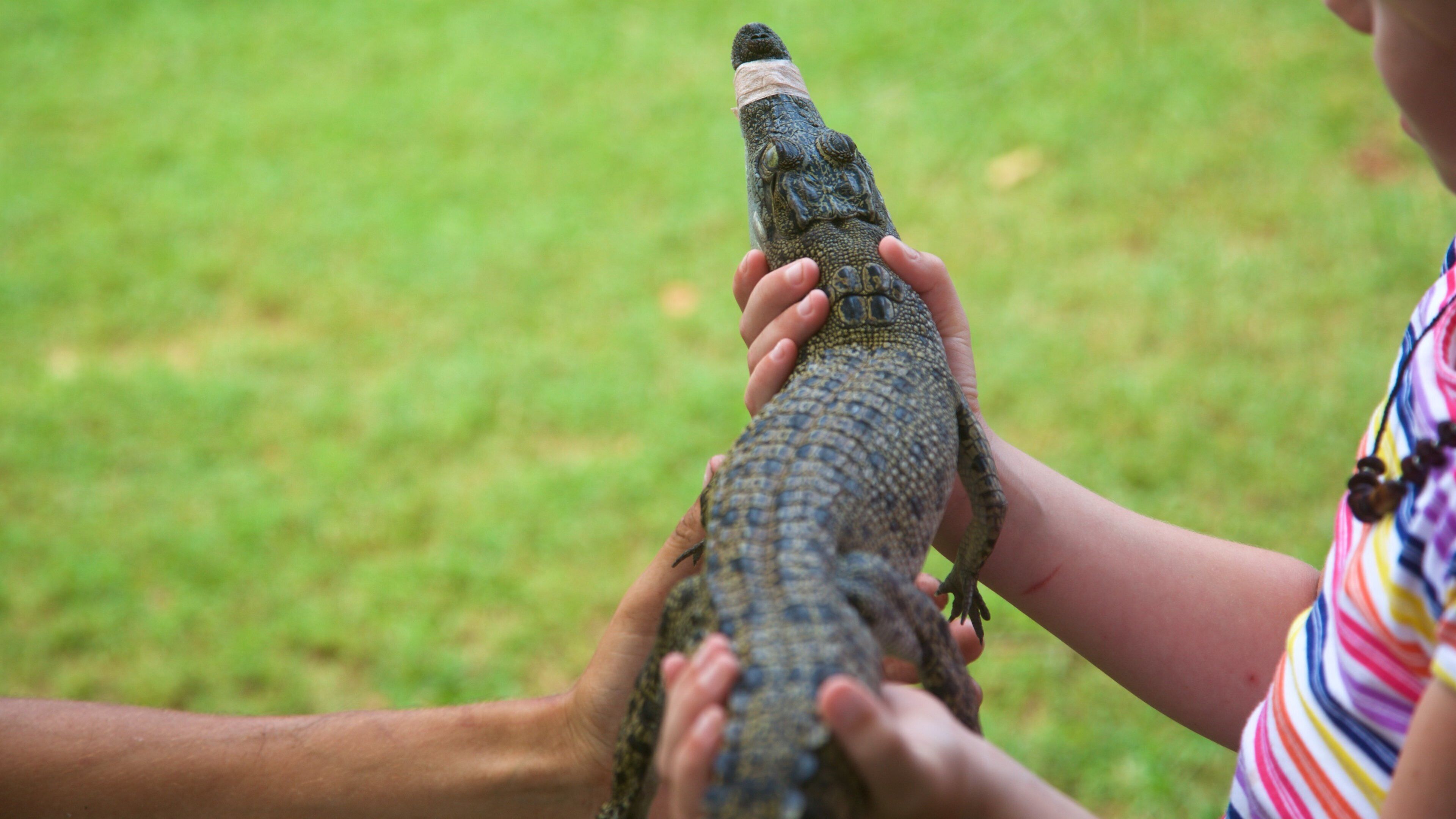 Childers mettant en vedette animaux de zoo et animaux dangereux aussi bien que enfant