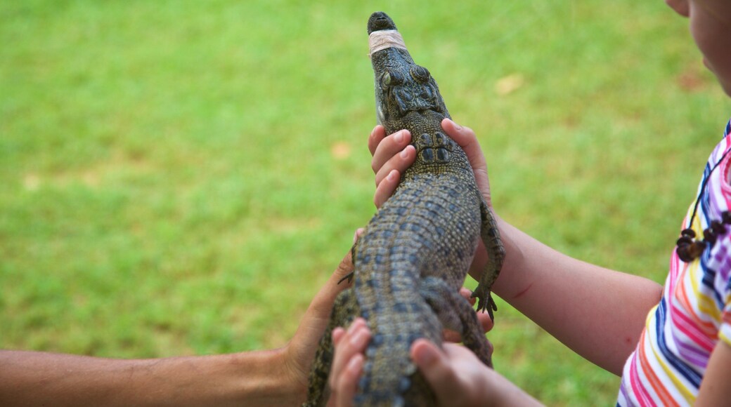 Childers mettant en vedette animaux de zoo et animaux dangereux aussi bien que enfant