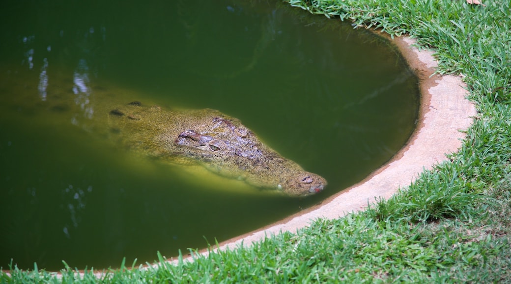 Snakes Downunder Reptile Park showing zoo animals and dangerous animals
