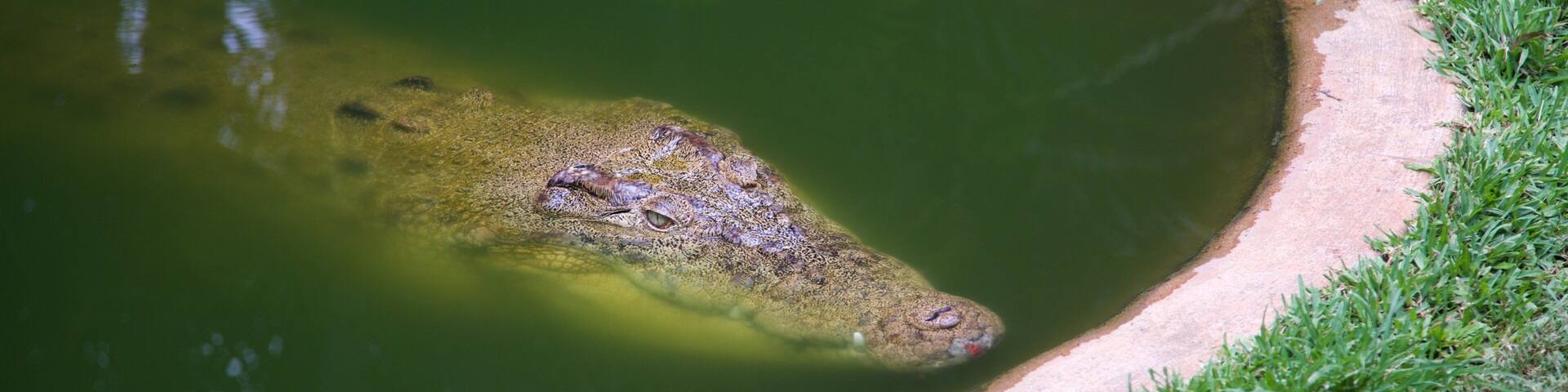 Snakes Downunder Reptile Park showing zoo animals and dangerous animals