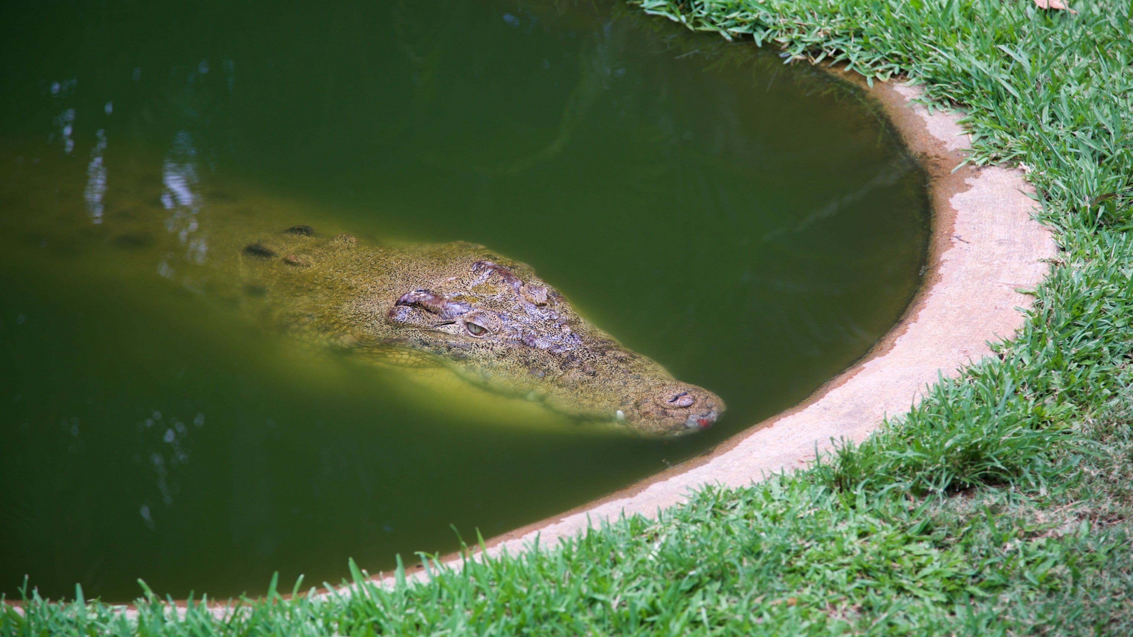 A crocodile in a pond with a grassy edge.