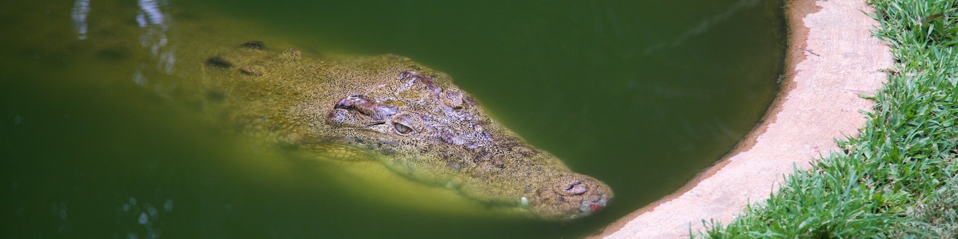 A crocodile in a pond with a grassy edge.