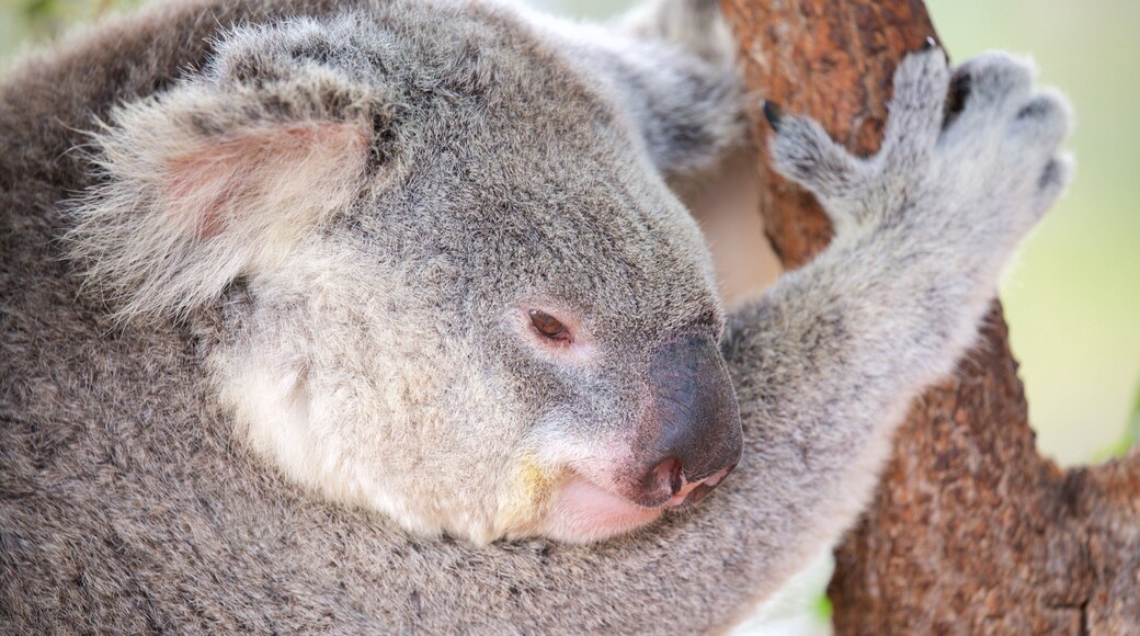 Childers mettant en vedette animaux et animaux de zoo