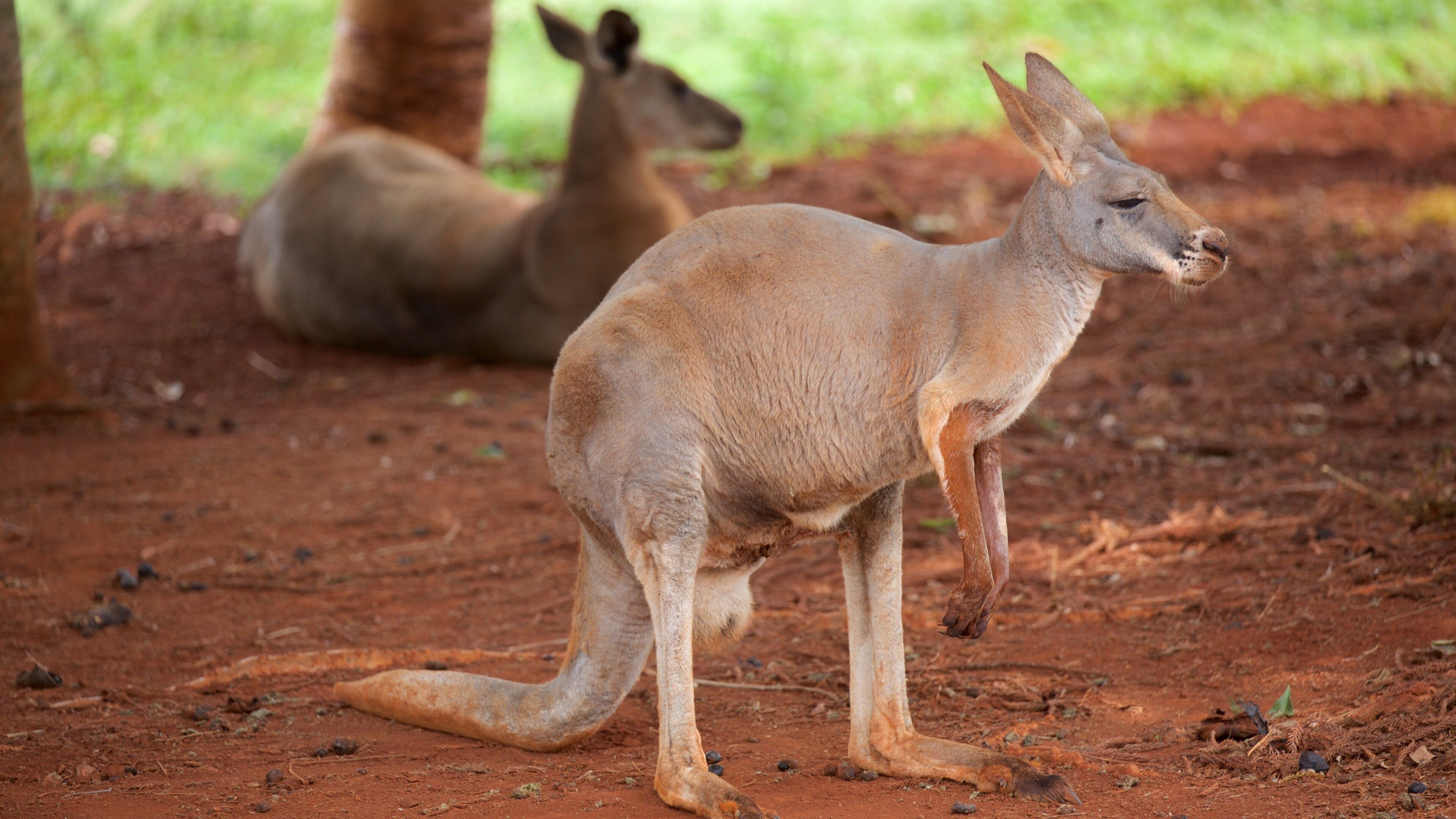 Childers che include animali di terra e animali da zoo