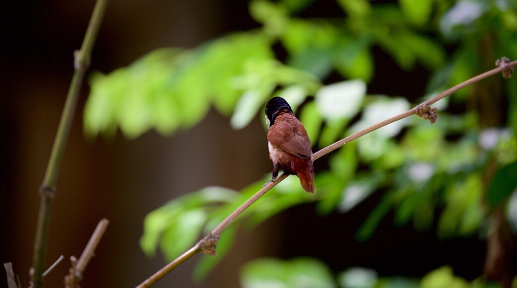 Flying High Bird Sanctuary showing zoo animals and bird life
