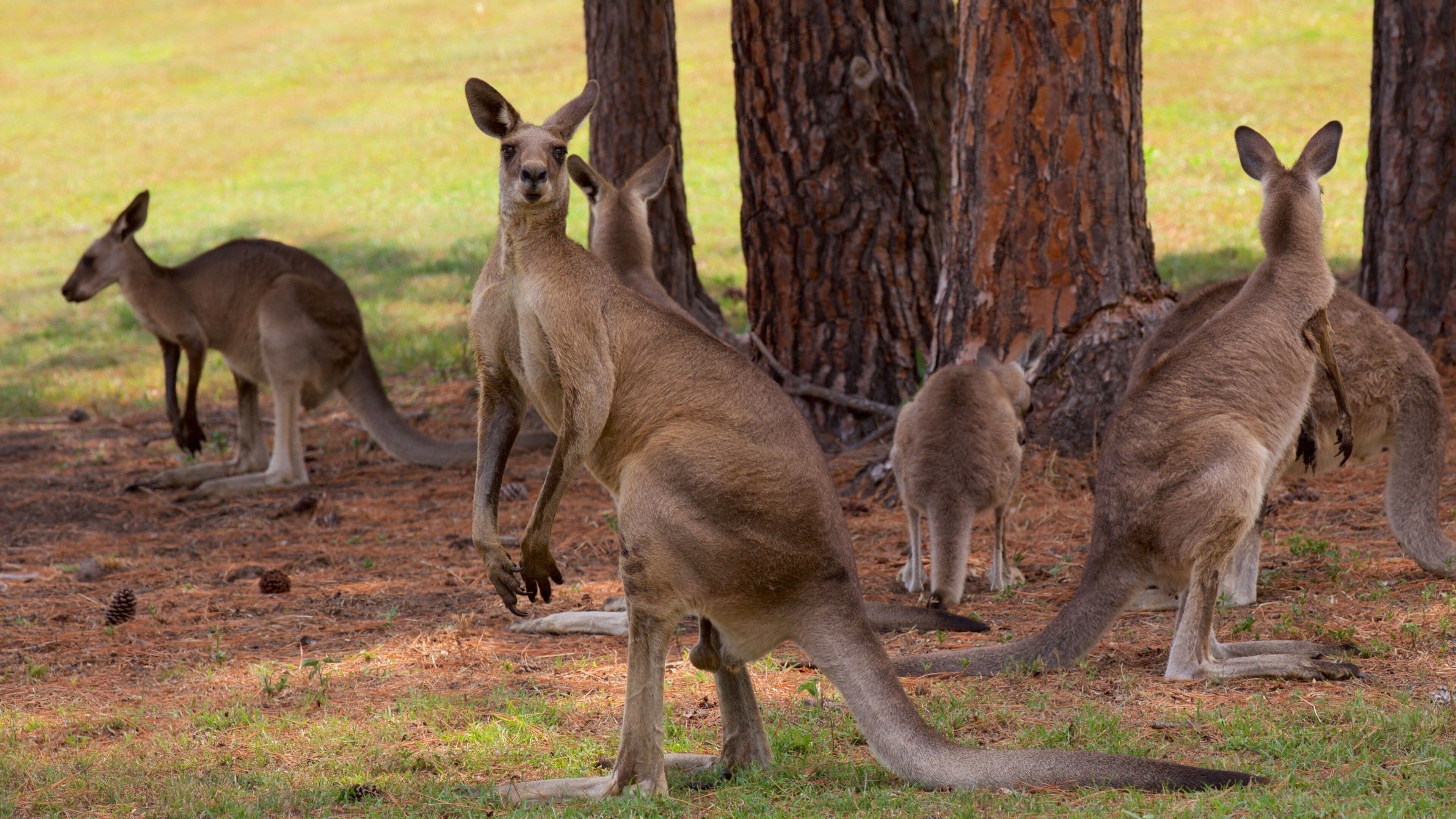 Costa de Fraser ofreciendo animales y animales de zoológico
