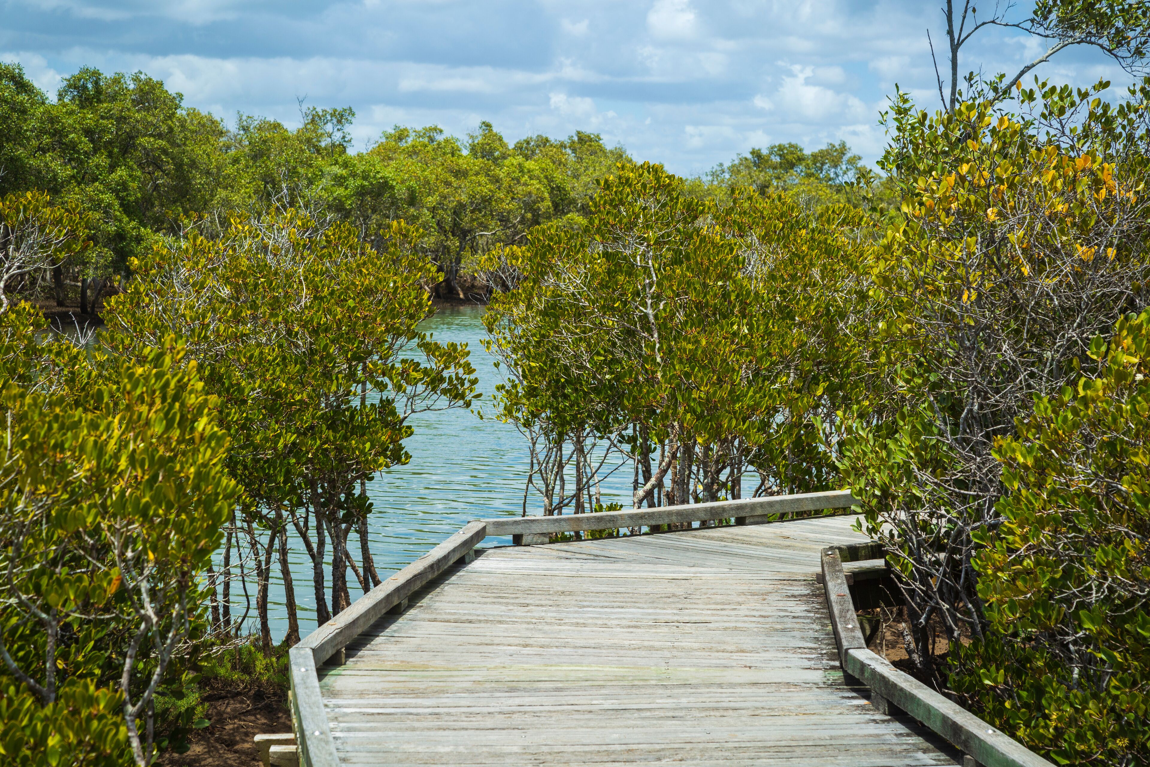 Boondal Wetlands walkway is banked by mangrove and tidal waters. Boondall Wetlands is located in Nudgee Brisbane Queensland Australia