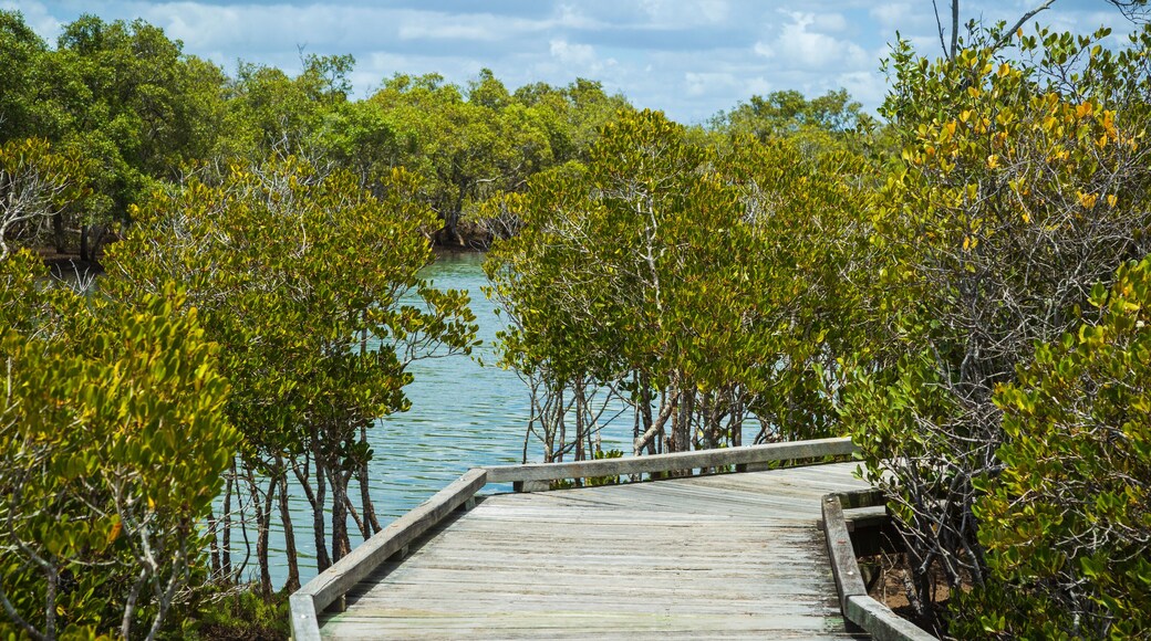 Boondal Wetlands walkway is banked by mangrove and tidal waters. Boondall Wetlands is located in Nudgee Brisbane Queensland Australia