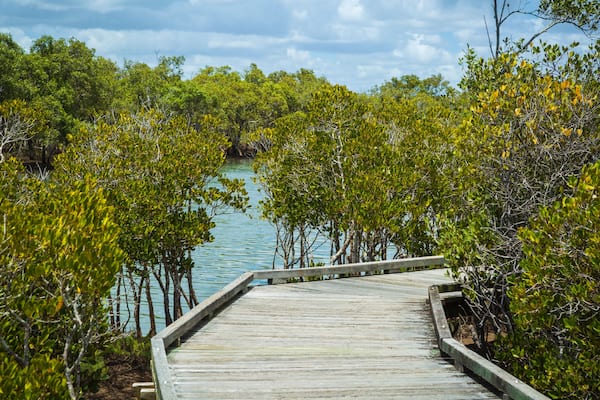A wooden boardwalk leading through a mangrove forest with clear blue water.