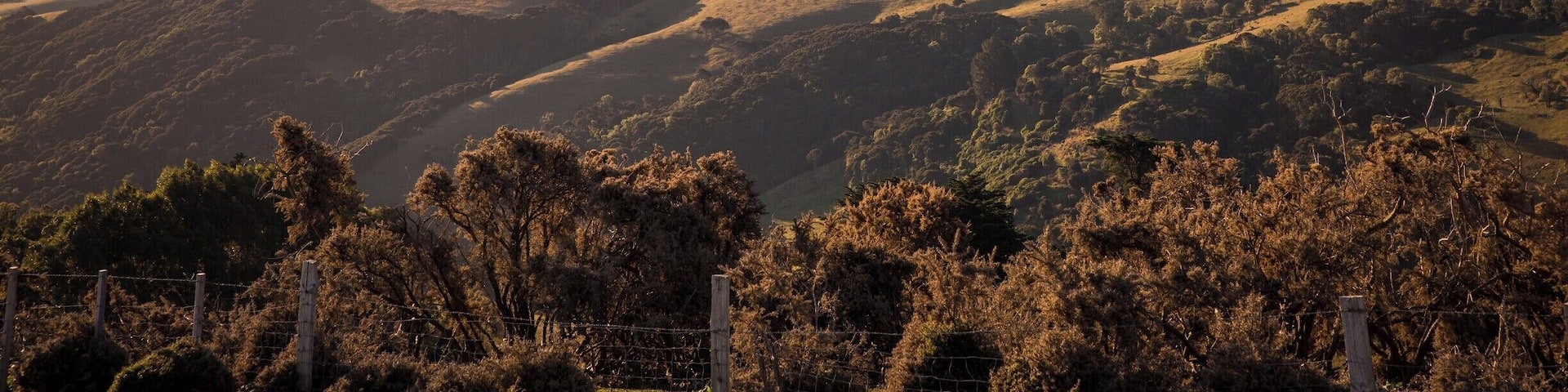 The Summit Road around the Banks Peninsula is so scenic and the views are spectacular, even if the roads are a bit gnarly and not for the faint of heart