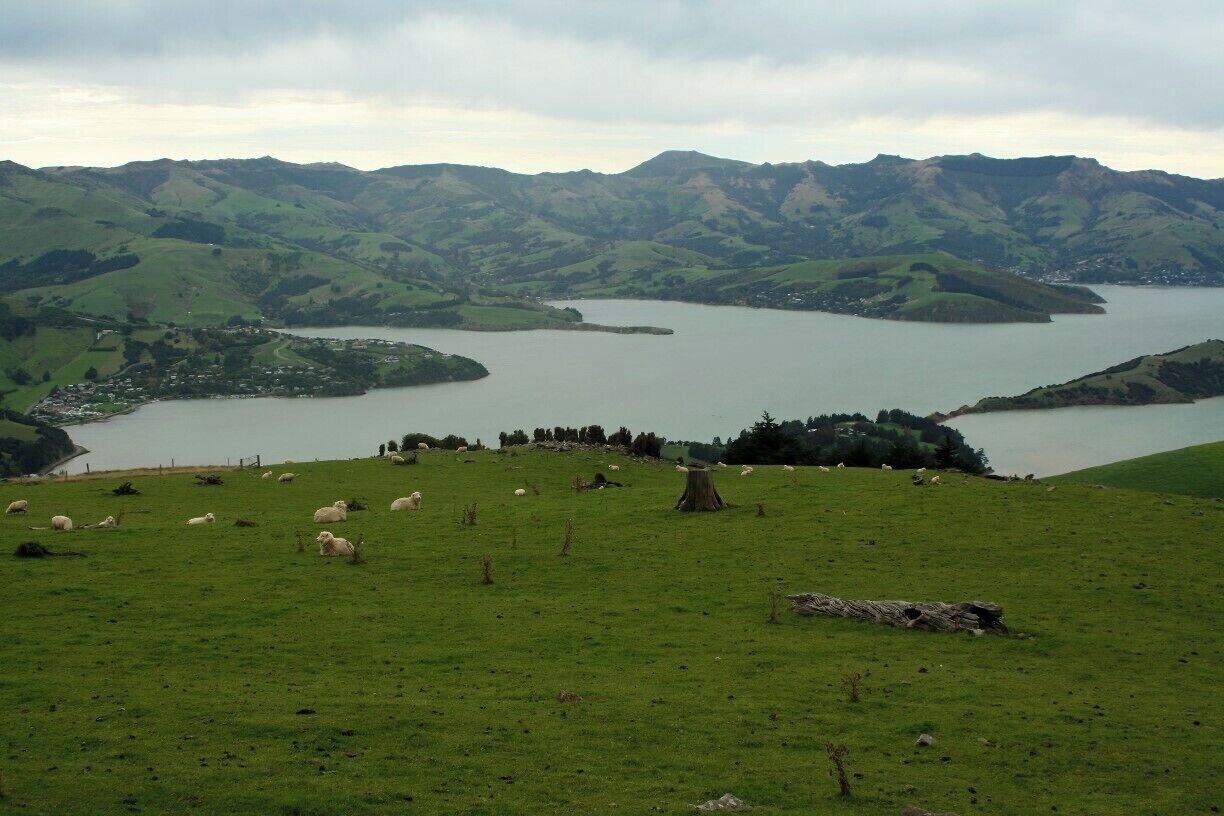The drive from Christchurch to Akaroa is stunning, even if the weather isn't that great.