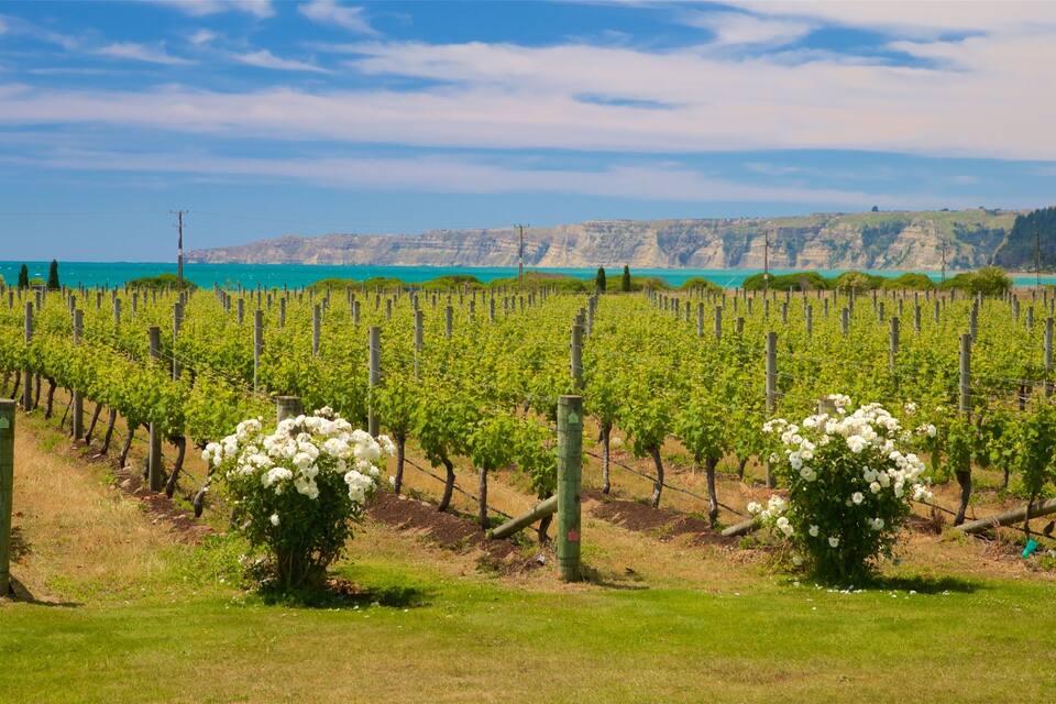 Viñedo con filas de vid y flores blancas en primer plano, y un paisaje costero con acantilados al fondo.