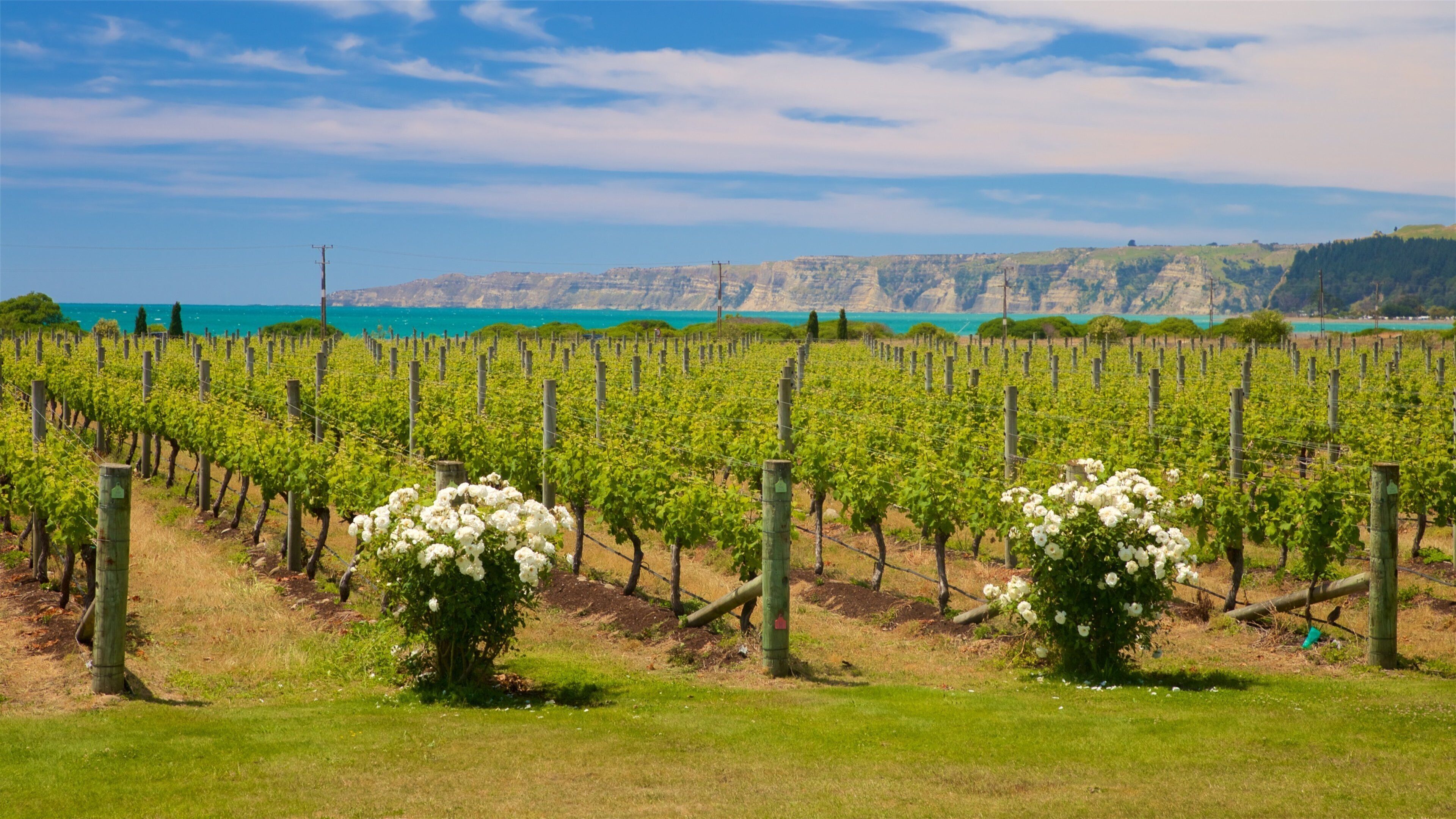 A vineyard with rows of grapevines and white flowers in the foreground, with a coastal landscape and cliffs in the background.