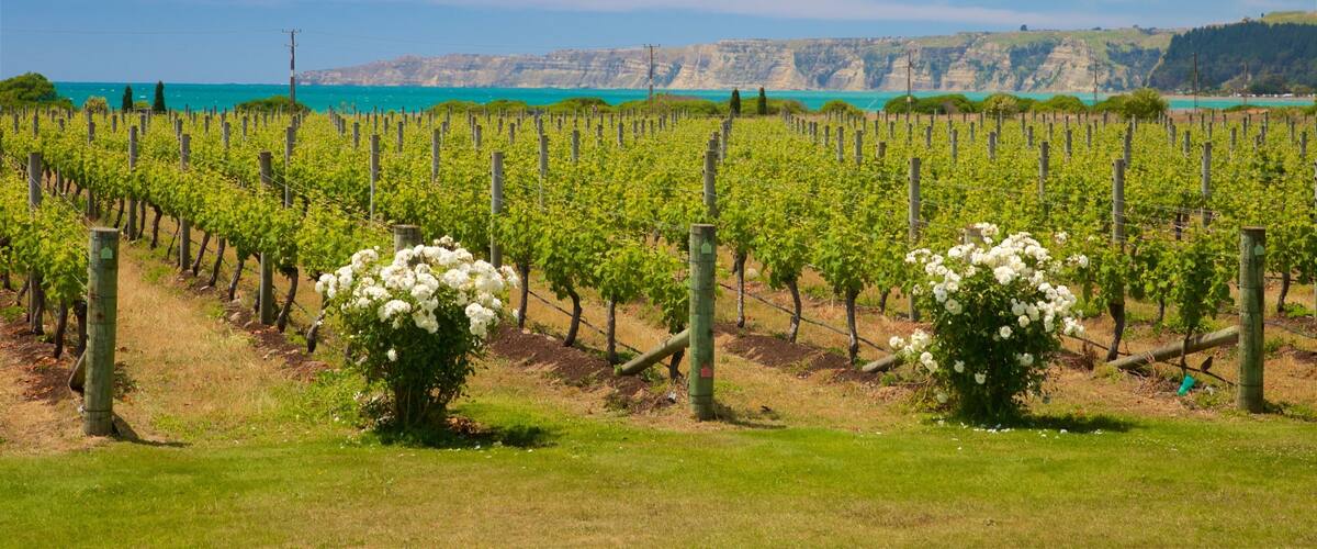 A vineyard with rows of grapevines and white flowers in the foreground, with a coastal landscape and cliffs in the background.