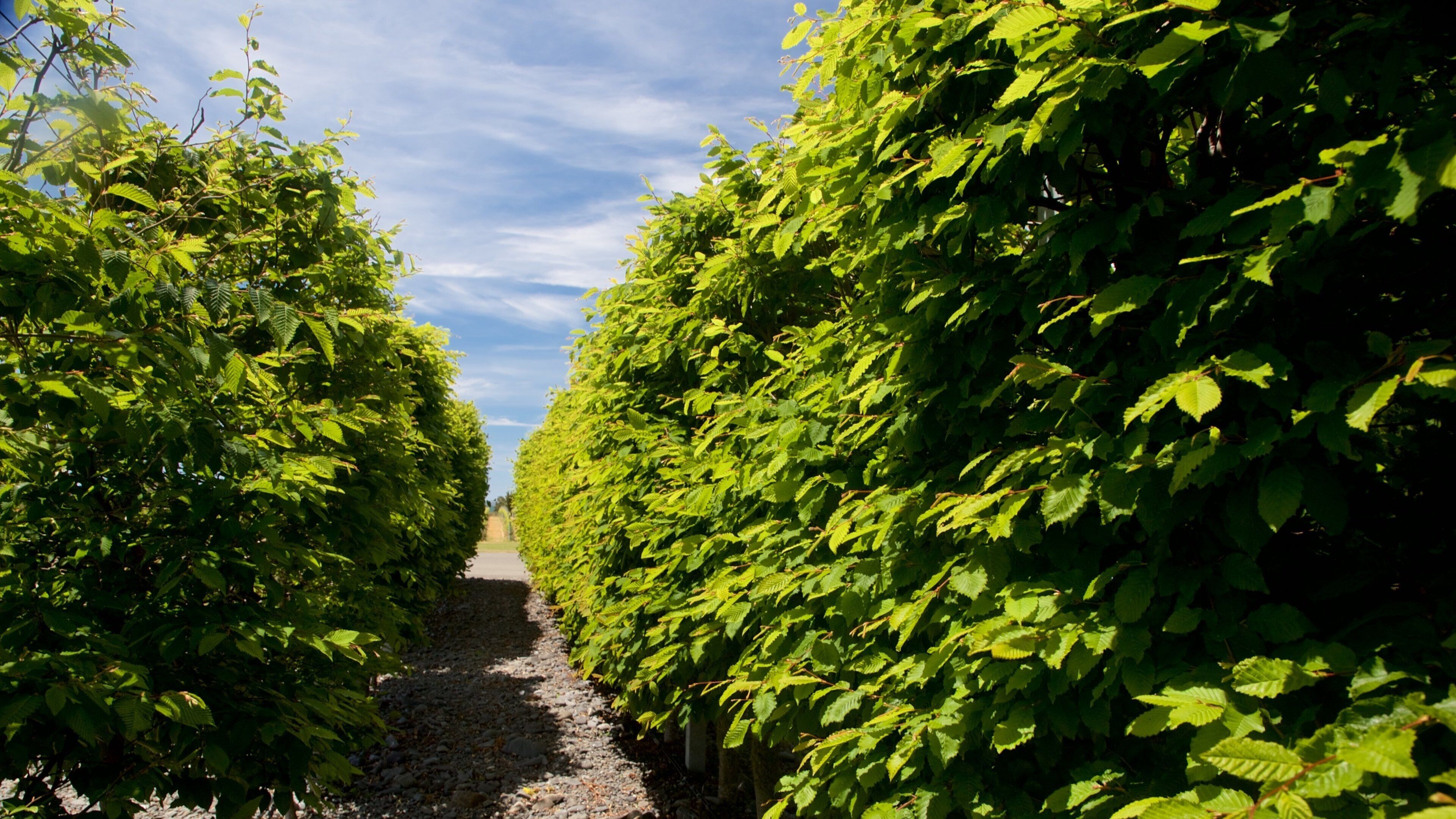 Elephant Hill Estate Winery mostrando un jardín