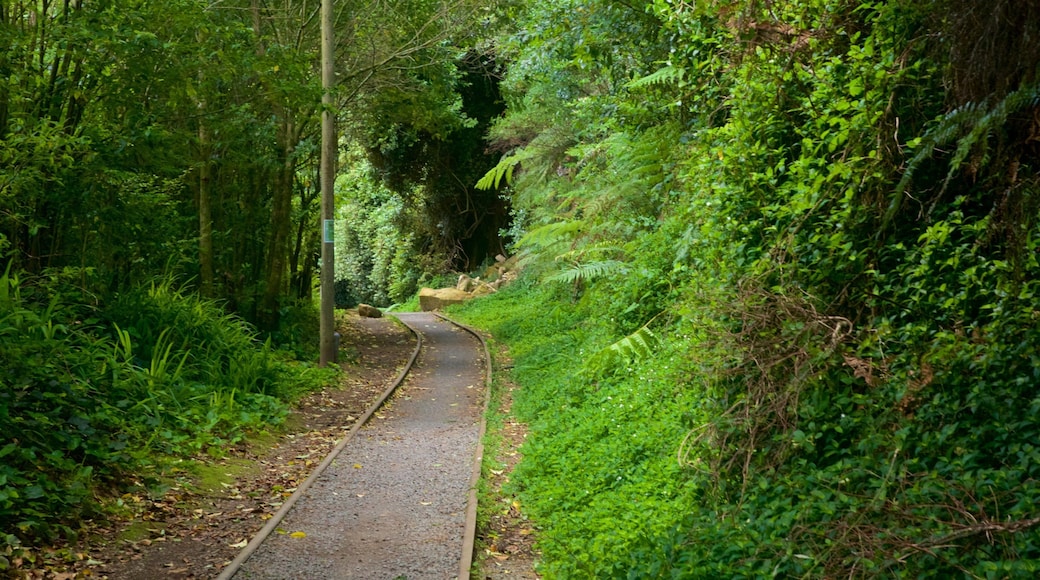 Hauraki Rail Trail - Day Rides which includes forests