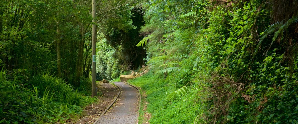 Hauraki Rail Trail - Day Rides welches beinhaltet Waldmotive