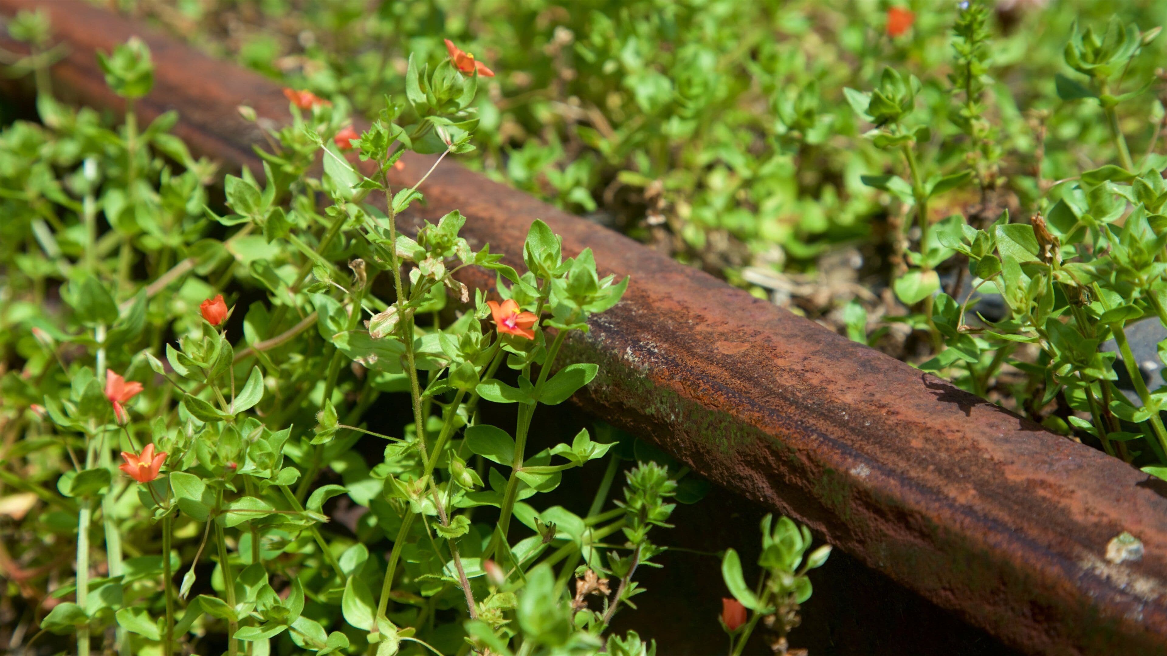 Hauraki Rail Trail - Day Rides which includes wildflowers