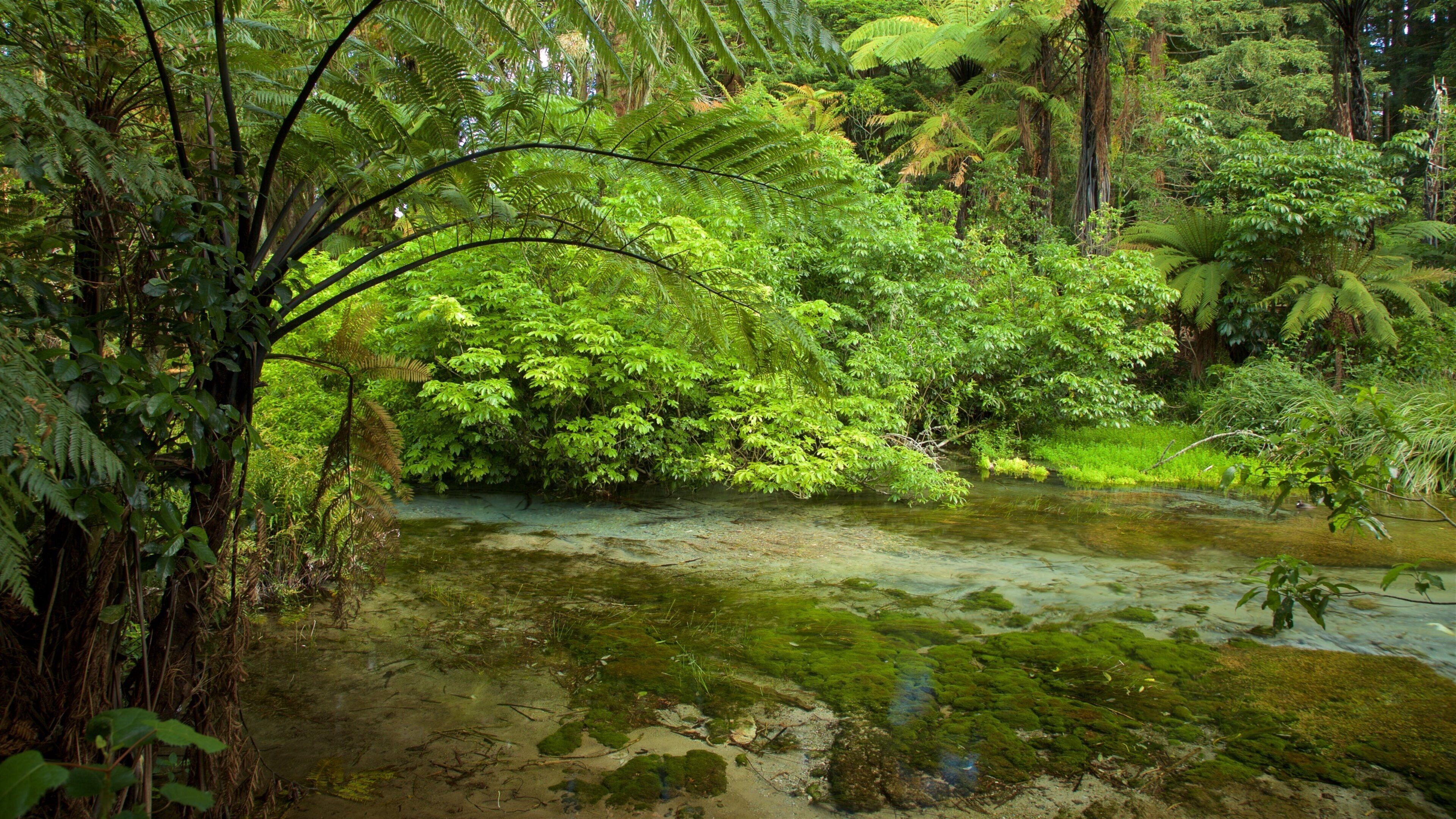Hamurana Springs which includes a river or creek