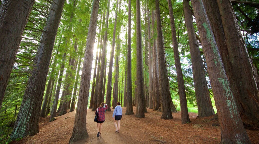 Hamurana showing forests