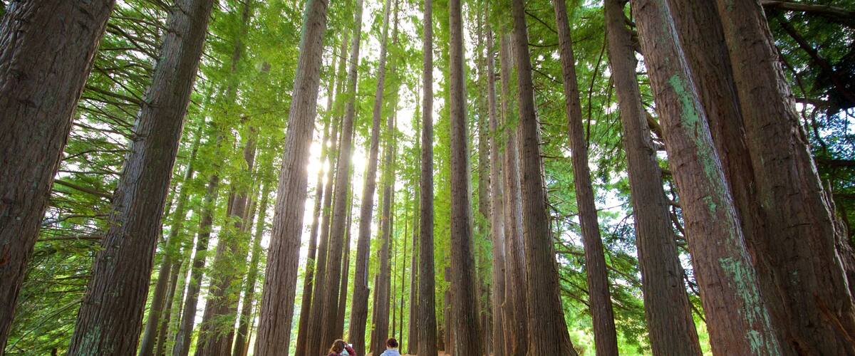 Hamurana que incluye imágenes de bosques