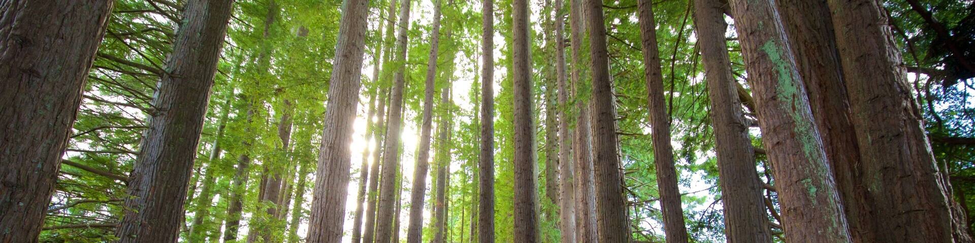 Une forêt avec de grands arbres et un sentier de terre.
