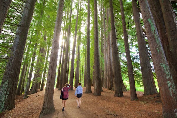 Hamurana featuring forests