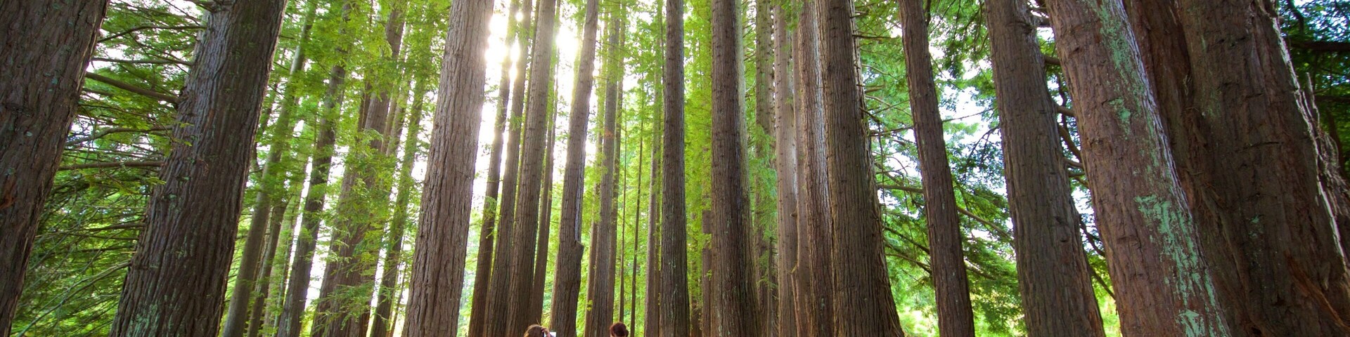 Hamurana showing forests