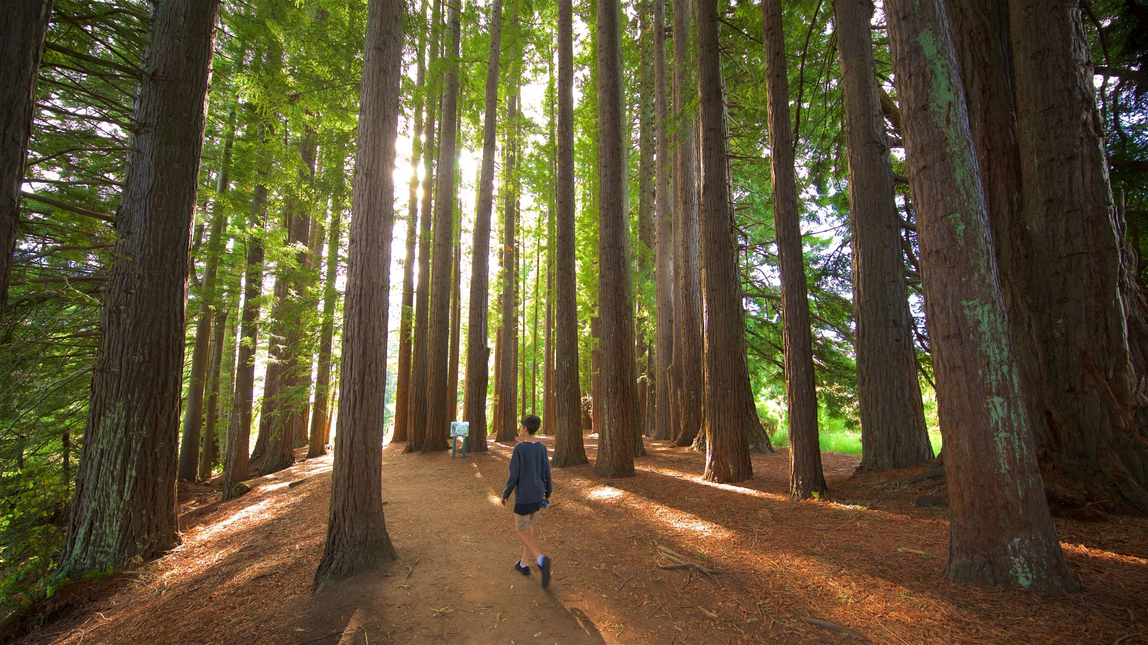 Hamurana which includes forest scenes