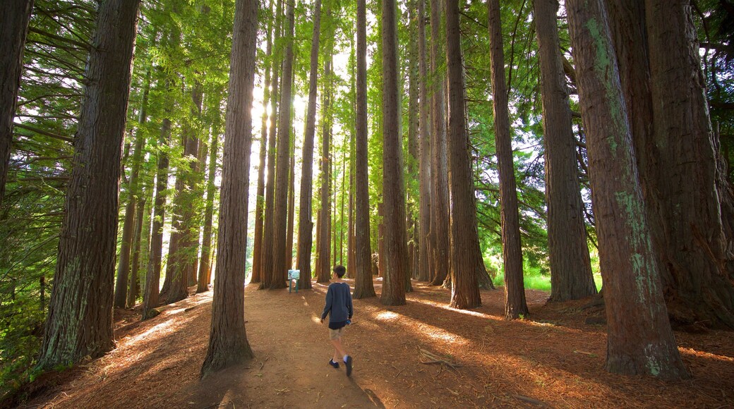 Hamurana bevat bossen