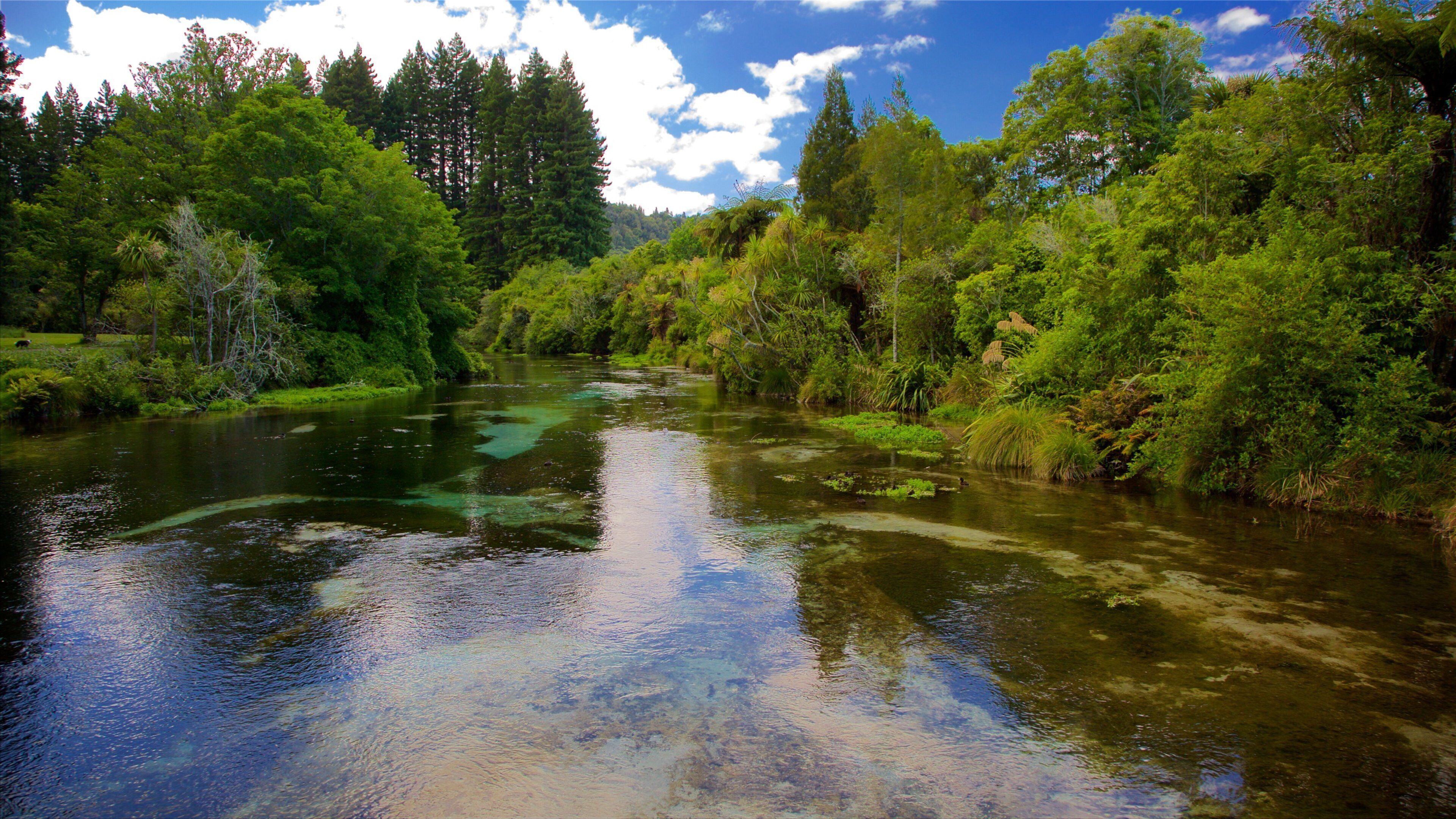 Hamurana Springs qui includes parc et rivière ou ruisseau