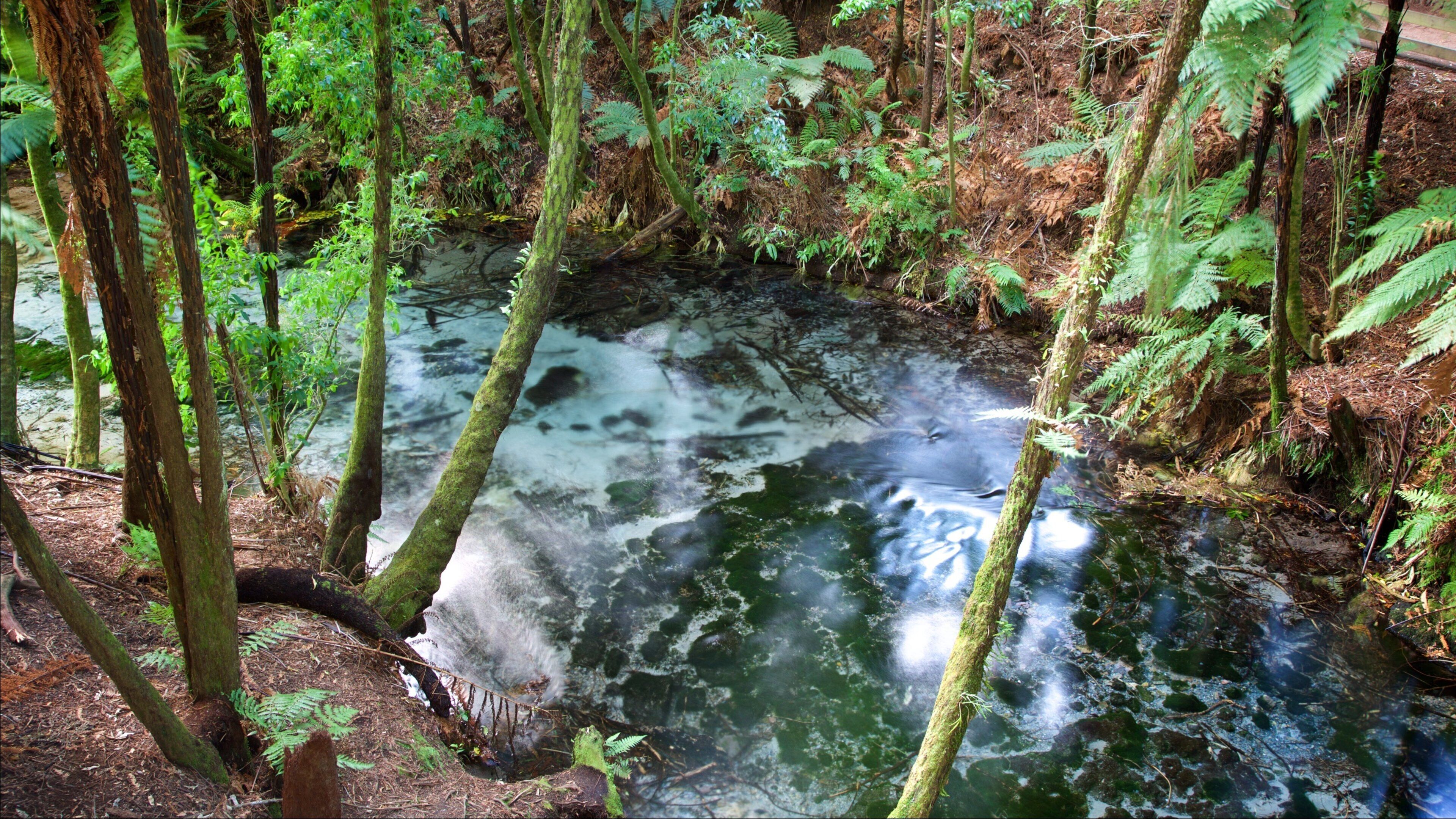 Hamurana featuring forest scenes and a river or creek