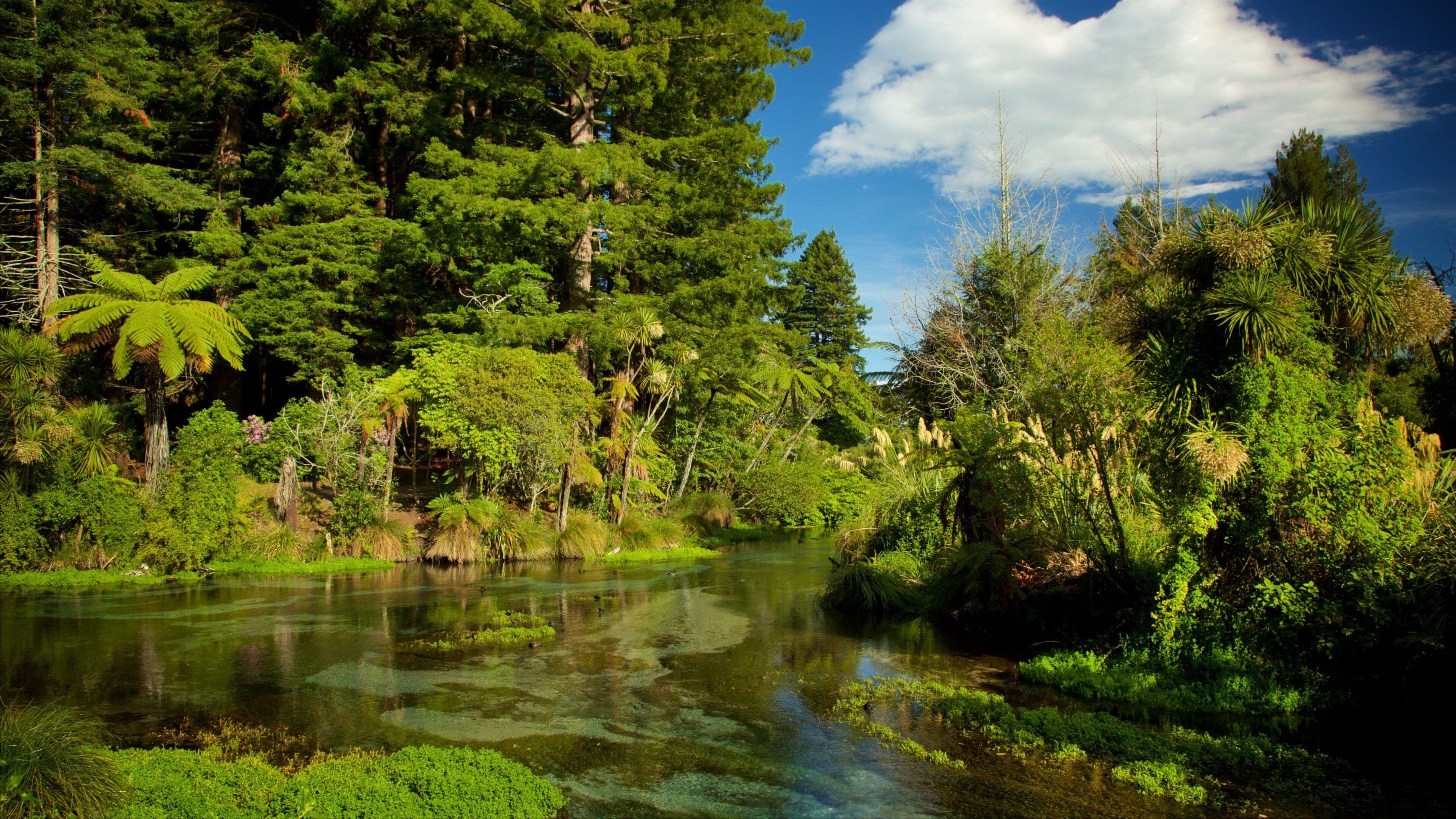 A river surrounded by dense forest and tall trees.
